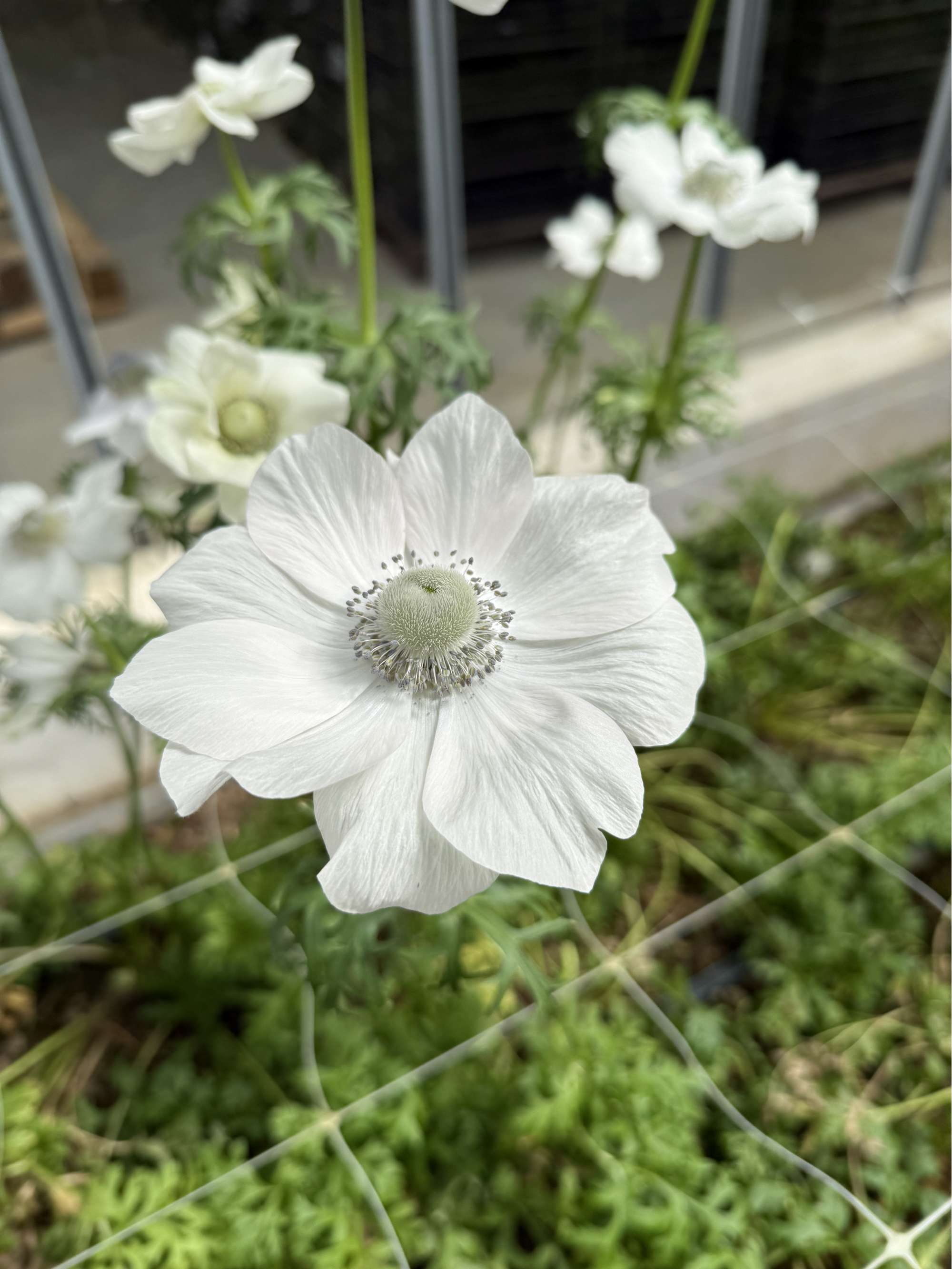 Anemone 'Mistral Pale'